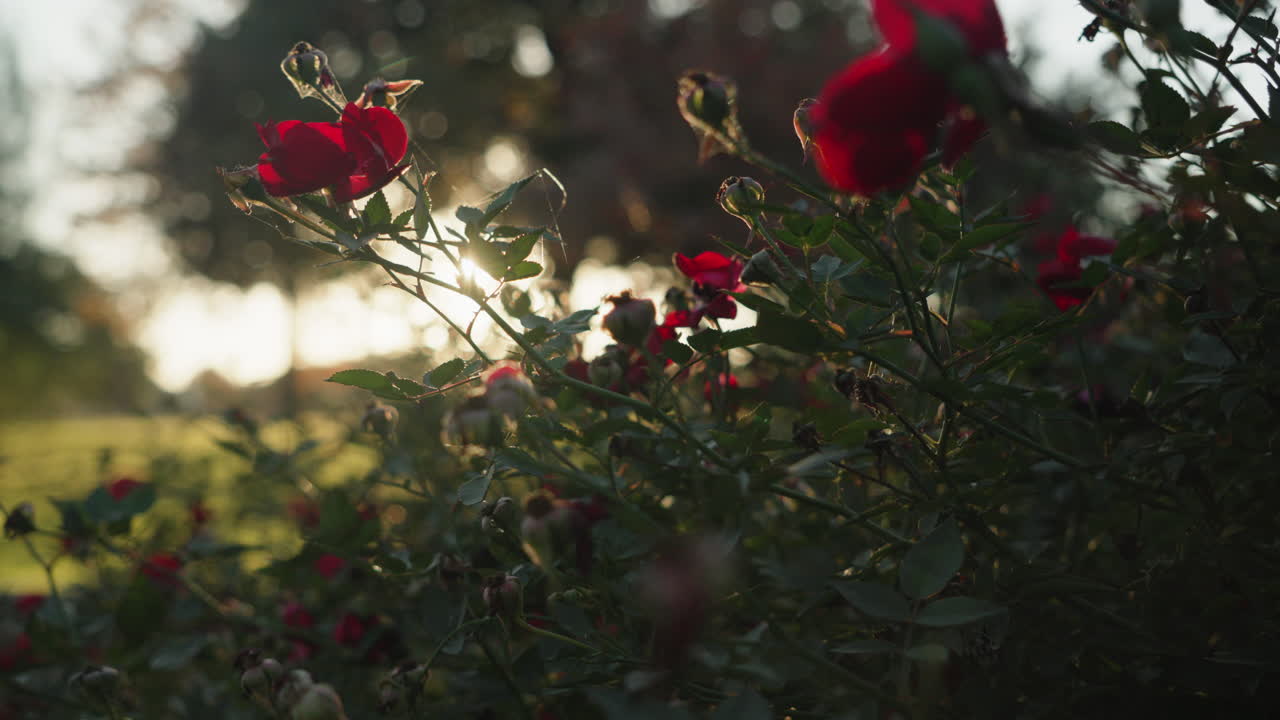Smukke røde valmueblomster i naturen og i solnedgangslys.