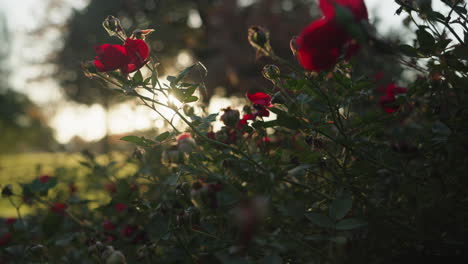 Beautiful-red-poppy-flowers-in-nature-and-sunset-light