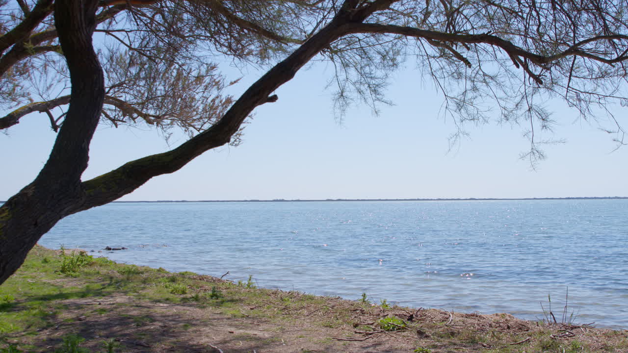 Tree on coastline of calm endless lake, static view