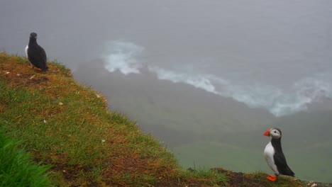 Two-atlantic-puffins-on-cliff-edge-with-ocean-waves-overview-in-Mykines,-Faroe-Islands