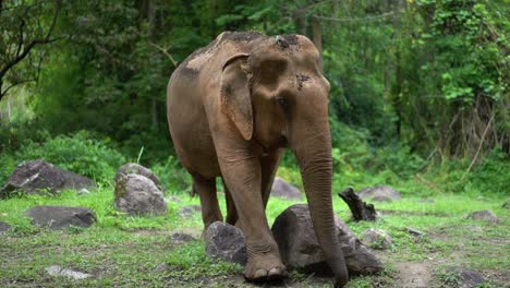 elefante grande caminando por el prado rocoso en el santuario de animales en la selva de chiang mai, tailandia, revelación en cámara lenta