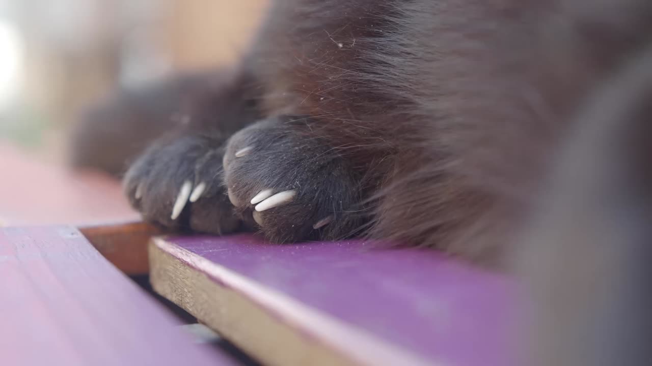 Close-up of cat paws with claws