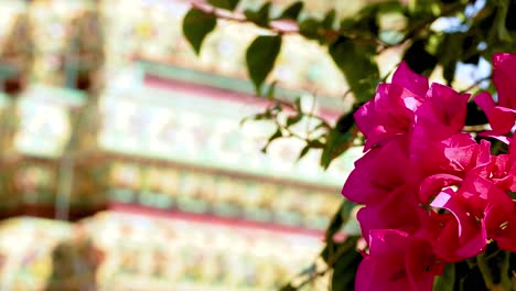 pink bougainvillea in front of a temple