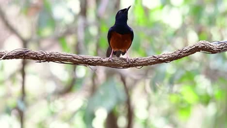 White-rumped-Shama-Perched-on-a-Vine-with-Forest-Bokeh-Background,-Copsychus-malabaricus,-original-speed