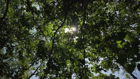 looking up at beautiful bright white sun and rays shining between green leaves of trees in forest, handheld low vantage