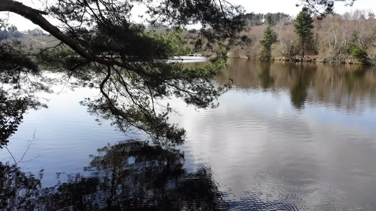 우드베리 코먼 (woodbury common) 에 있는 스무어 저수지 (squabmoor reservoir) 에 어 있는 큰 풍경적인 나무