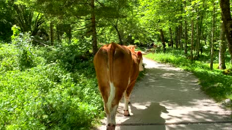 free and peaceful austrian cows walking on path surrounded by green forest mountains in summer - slow motion shot