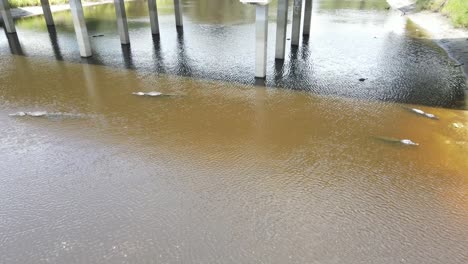 many medium-sized alligators in wait below a bridge off a rurral highway in florida, usa