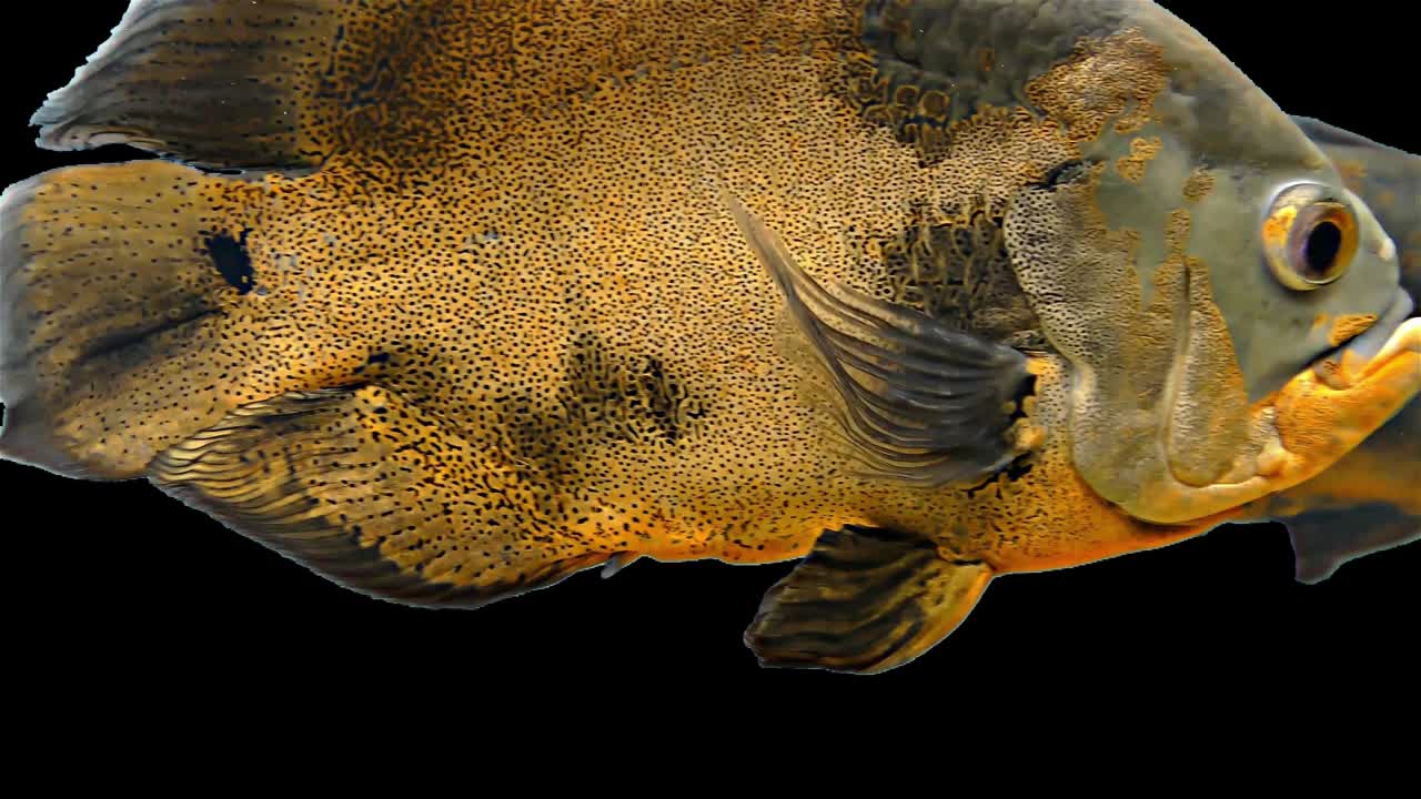 амазонская тропическая рыба - тигр оскар, черный фон, хроматический ключ