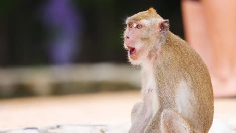 monkey sits among tourists, observing surroundings