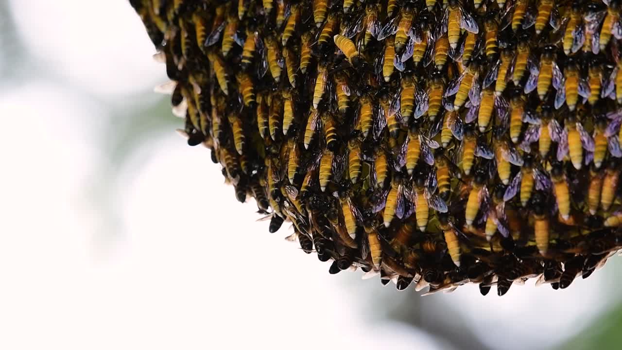 se sabe que las abejas melíferas gigantes construyen grandes colonias de nidos con bolsillos simétricos hechos de cera para almacenar miel como fuente de alimento.
