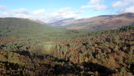 Un-Dron-Vuela-Hacia-Atrás-Sobre-Un-Dosel-Forestal-De-Abedules-Nativos-En-Pleno-Color-Otoñal-Y-Una-Pared-De-Coníferas-No-Nativas-En-Una-Plantación-Forestal-Ubicada-Entre-Un-Paisaje-Montañoso