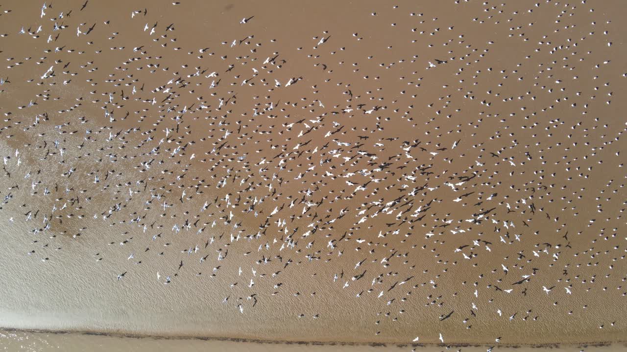 salida de muchos pájaros blancos hacia el cielo, comenzando desde una playa de arena a la luz del sol, vista aérea de 4k arriba hacia abajo