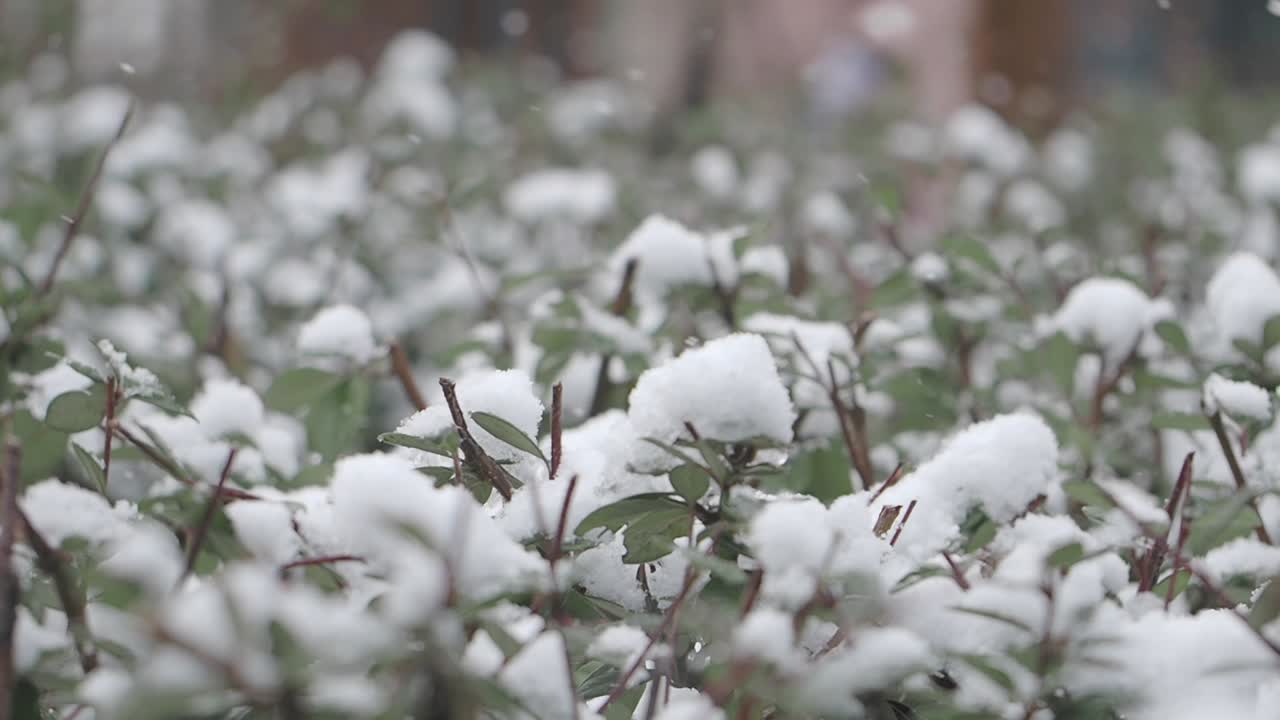 Snow-covered green bushes in winter