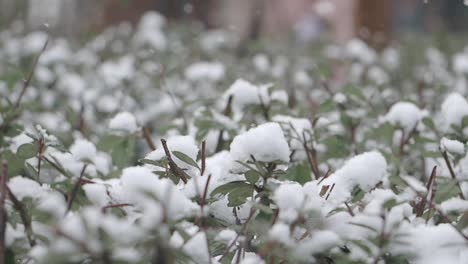 snow-covered green bushes in winter