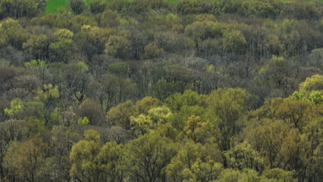 Dense-Thicket-Of-Lower-Hatchie-National-Wildlife-Refuge-In-Tennessee,-USA