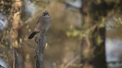 Jay-Perched-on-Small-Branch-in-the-Forest,-Flies-Away,-Windy-Day,-Cinematic-Close-Up,-Shallow-Depth-of-Field