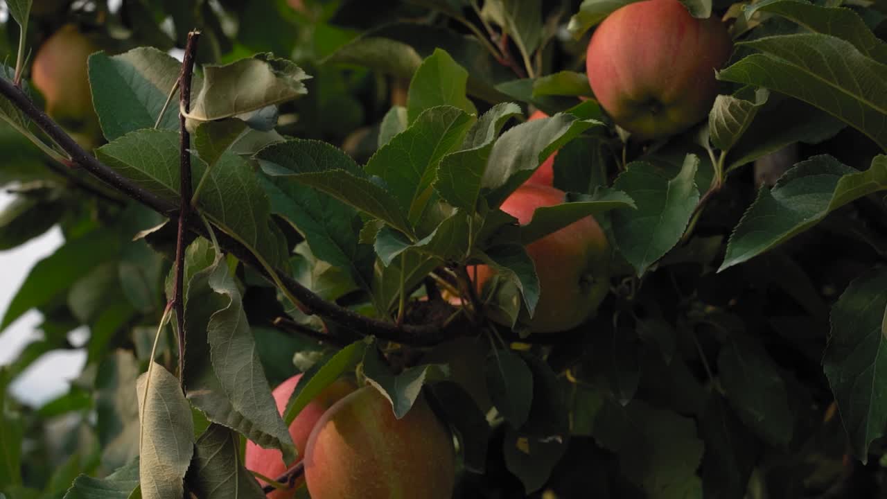 manzanas rojas colgando de un manzano en un huerto de agricultores en kelowna