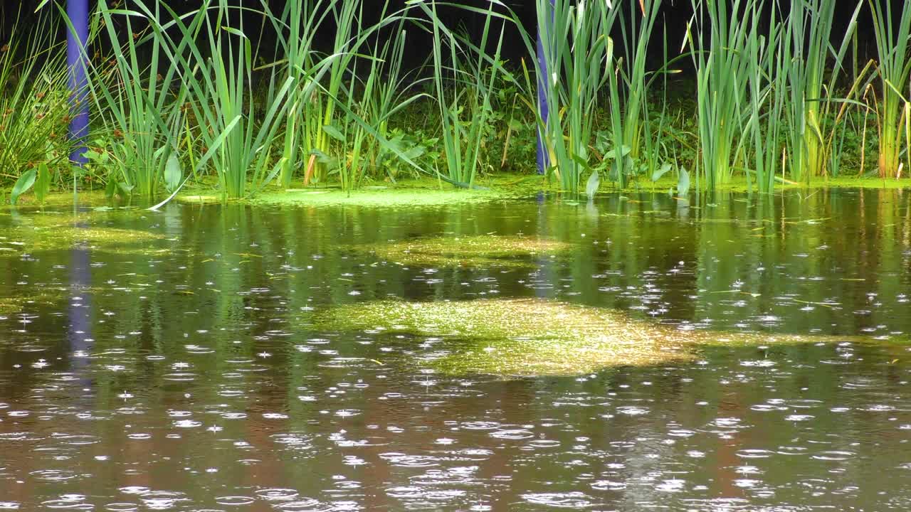 el fondo de las gotas de lluvia.