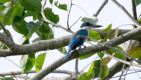 Martín-Pescador-De-Cuello-Encaramado-En-El-Primer-Plano-De-La-Rama-De-Un-árbol-Tropical---Todiramphus-Chloris-También-Conocido-Como-El-Martín-Pescador-De-Cuello-Blanco,-El-Martín-Pescador-De-Máscara-Negra-O-El-Martín-Pescador-De-Manglares