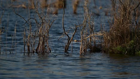 Dry-Bushes-in-the-lake-with-moving-water--scenic-view