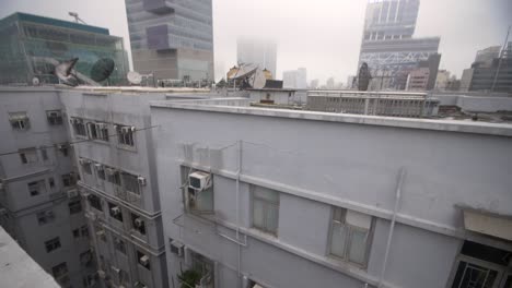 고층 옥상에 비둘기