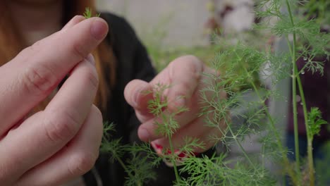 tasting, fennel, wild aromatic herbs