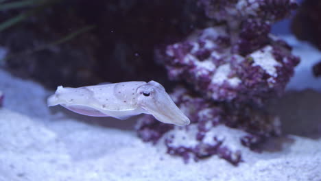cuttlefish drifting in dappled pool amongst purple rocks
