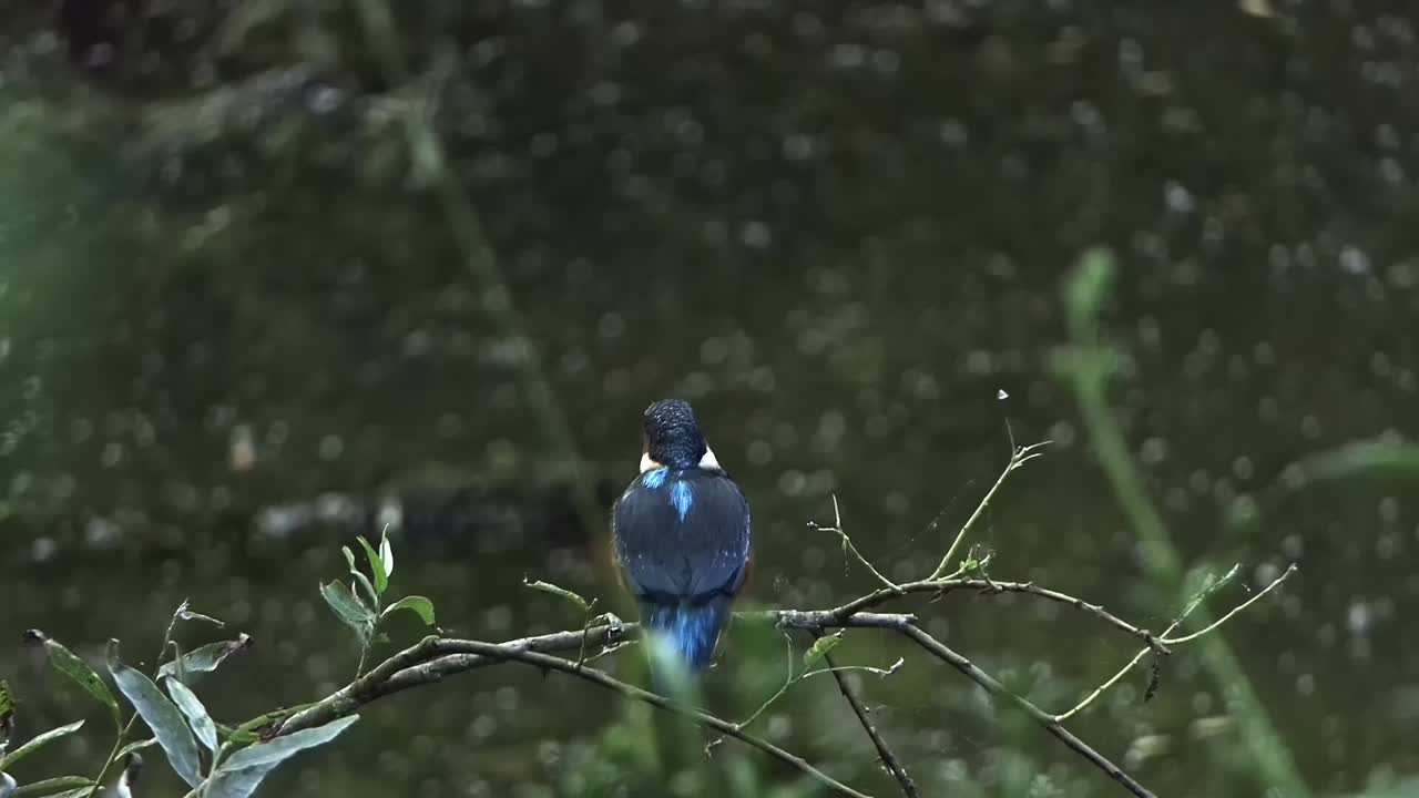 물총새가 나뭇가지에 등을 대고 앉아 몸을 흔들고 날아가는 모습