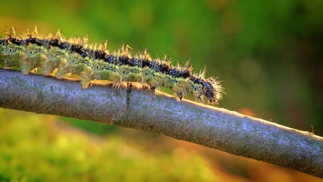 small tortoiseshell (aglais urticae) caterpillar. the urticaria caterpillar crawls in the rays of the setting sun.