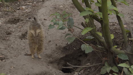 portrait of cute meerkat standing upright and sitting down near burrow