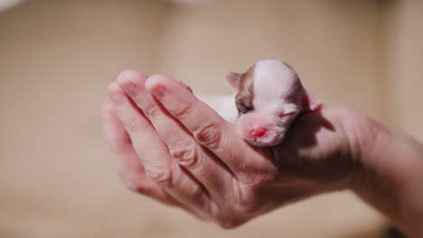Man-Holding-Newborn-Puppy-06