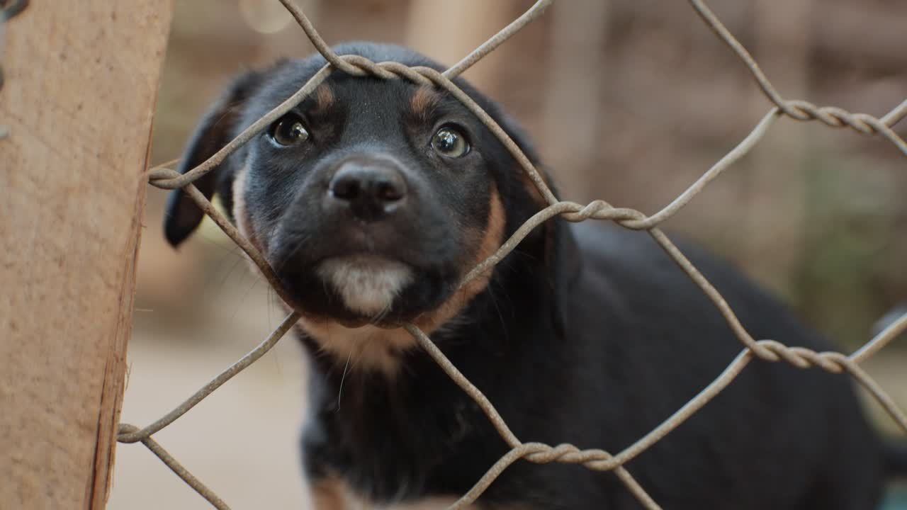 귀여운 강아지가 금속 울타리 사이에 얼굴을 집어넣고 관심을 요청합니다.