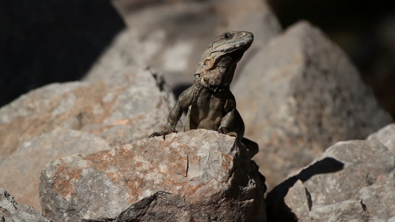 Iguana 07