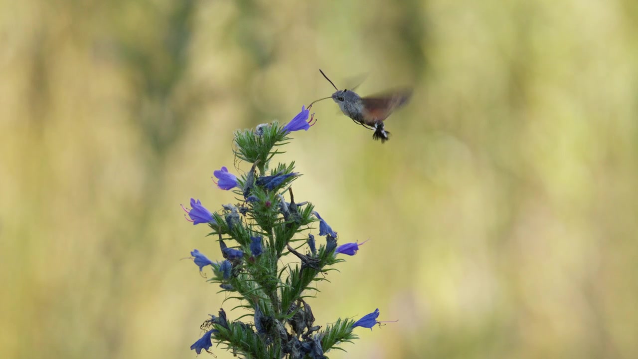 La sfinge colibrì usa la proboscide per succhiare il nettare dai fiori viola di Blueweed