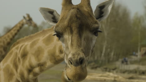 A-giraffe-chewing-leaves-closely-near-the-camera