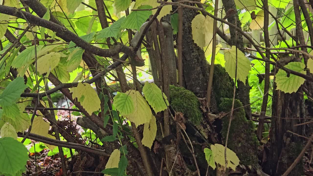 Close-up shot of hazelnut leaves blowing in wind in autumn – fall season colors