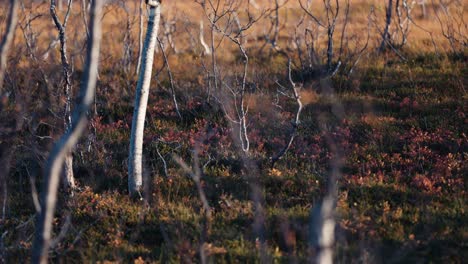 un primer plano de la tundra de otoño