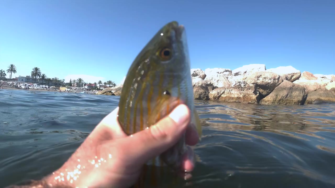 Fisherman's hand holding a freshwater drum fish partially submerged in ocean water with a beach and palm trees in the background