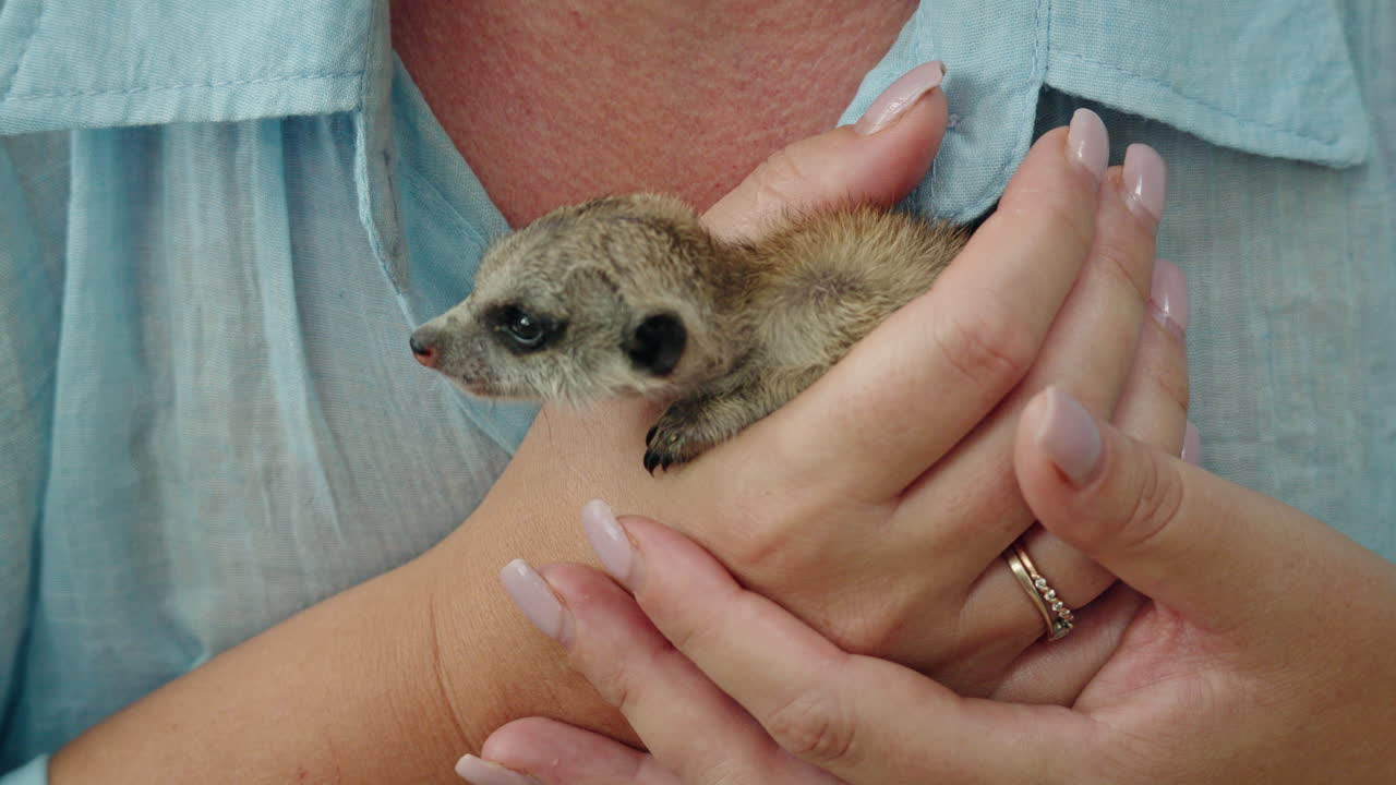 Suricata bebé sujetada en manos