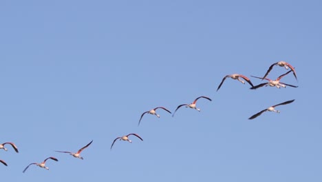 large group of chilean flamingos fly in formation in blue sky