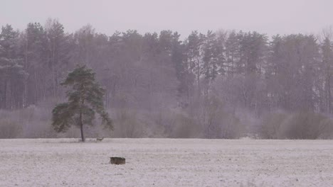 Entfernte-Rehe-Am-Verschneiten-Morgen,-Die-In-Zeitlupe-Laufen