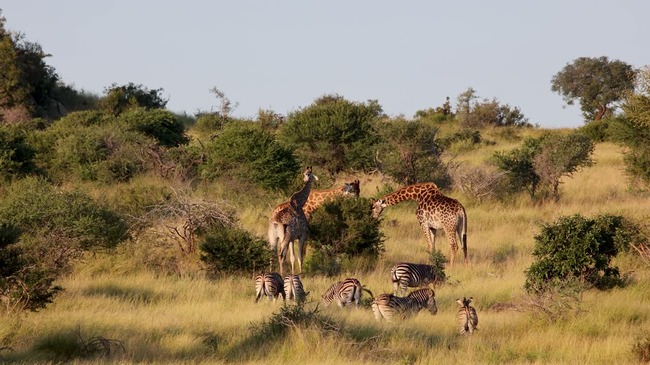 Wide shot of giraffes and zebras grazing together in the African bushveld during golden hour in Satara Kruger National Park