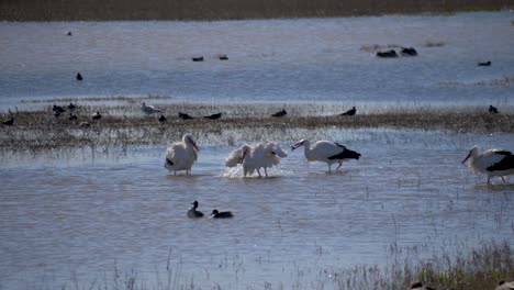 cigüeñas blancas bañándose en un lago a cámara lenta
