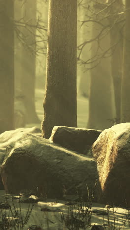 a snow-covered forest in winter, with sunlight filtering through the trees and fog