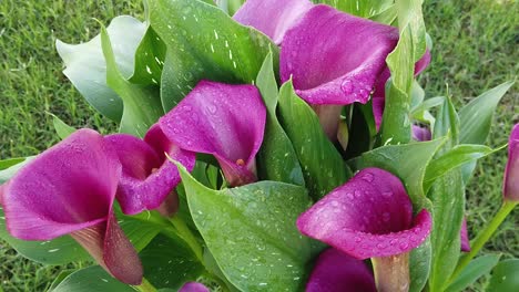 this is a slow motion video of purple or pink calla lily flowers with water drops on them