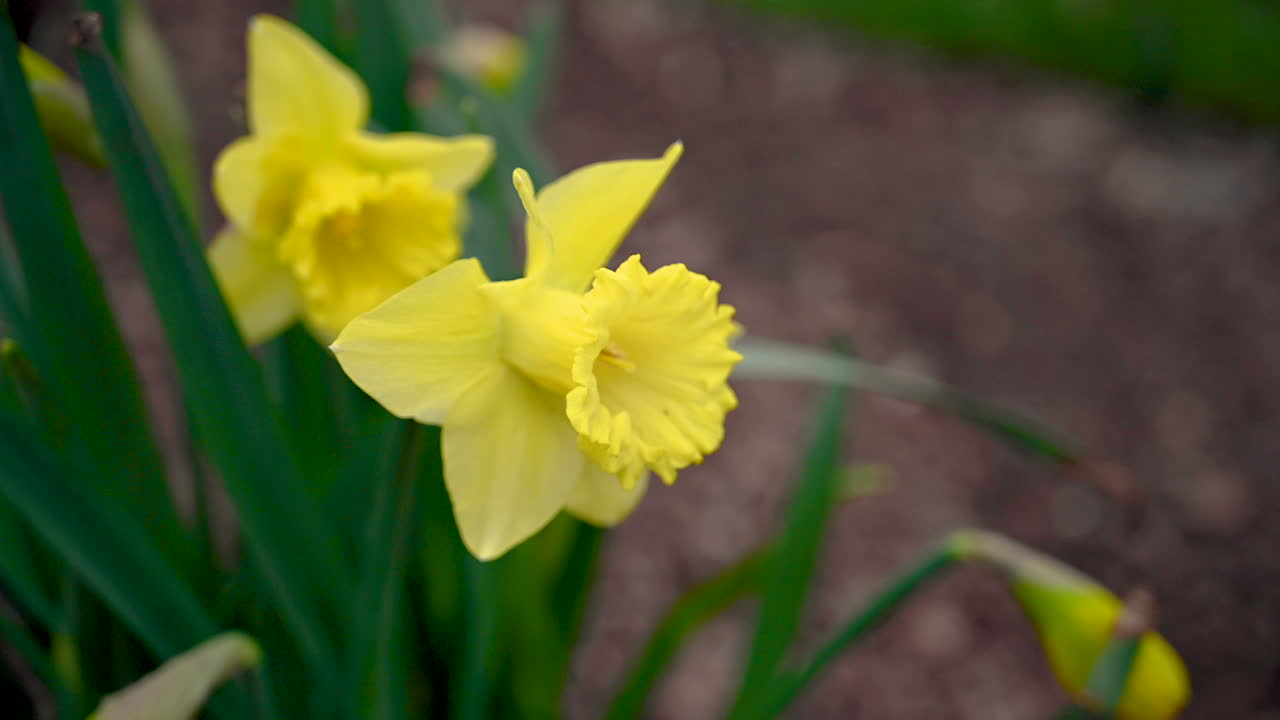 O vento sopra flores de narcisos amarelos no jardim, a primavera chegou