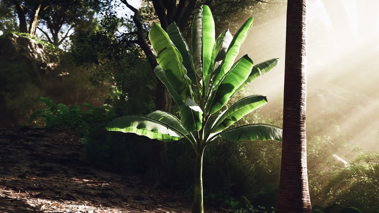 una planta de plátano vibrante tomando el sol dorado en un entorno natural exuberante