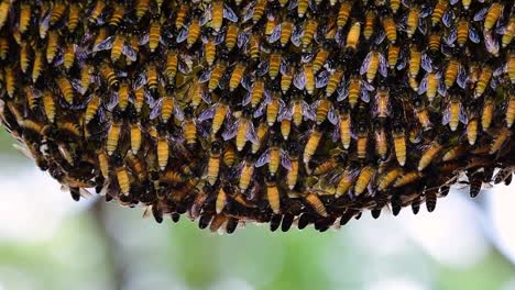 giant honey bees are known to build large colonies of nest with symmetrical pockets made of wax for them to store honey as their food source