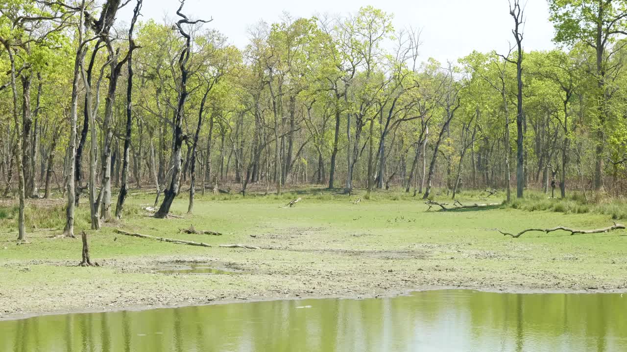 네팔 의 치트완 국립 공원 에 있는 열대 우림 에 있는 악어 와 함께 있는 호수.